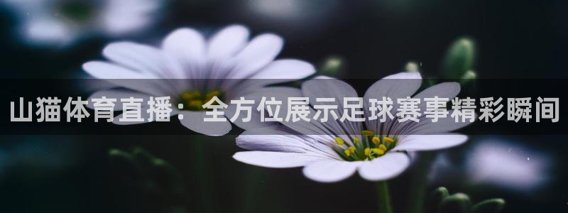 山猫体育直播：全方位展示足球赛事精彩瞬间